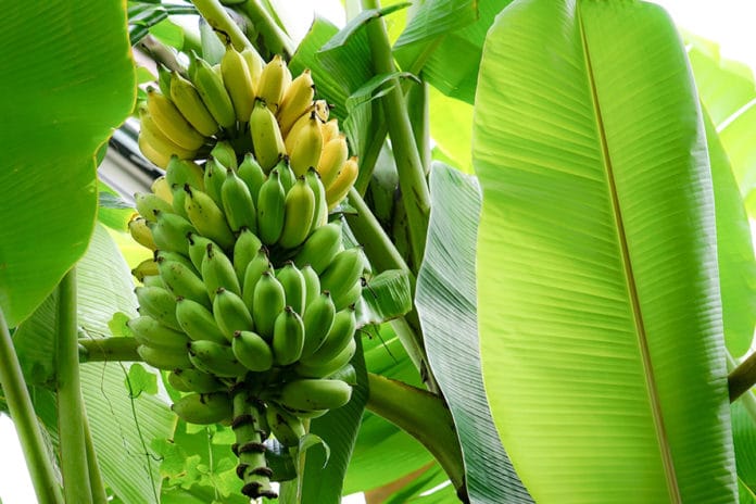 Banana tree