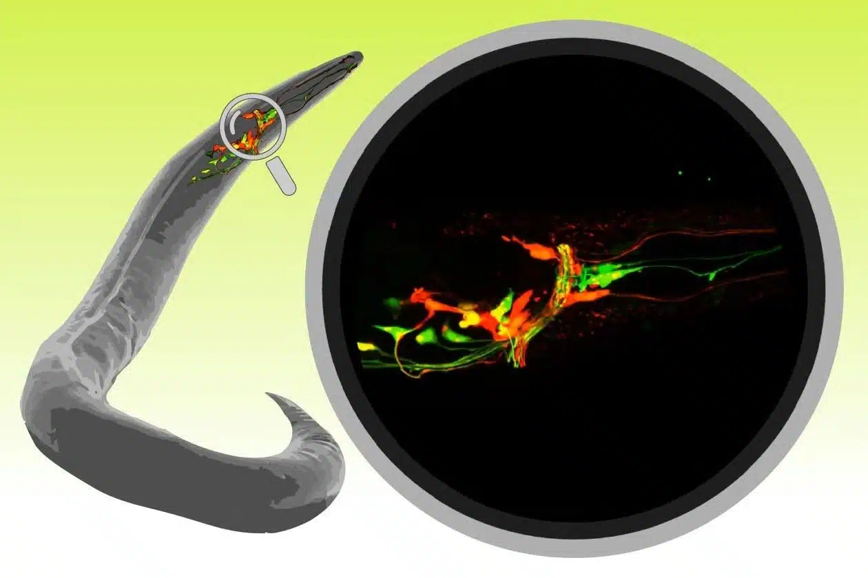 worm C. elegans